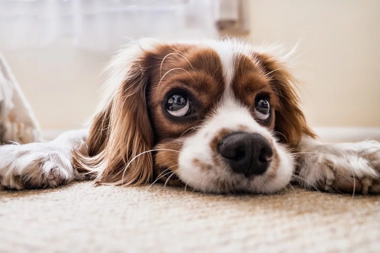 L 'addestramento con rinforzi negativi rende i cani stressati (fonte: Pixabay) - RIPRODUZIONE RISERVATA