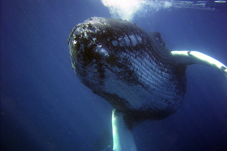 Nelle balene batte un cuore al limite delle possibilità (fonte: Max Pixel) - RIPRODUZIONE RISERVATA