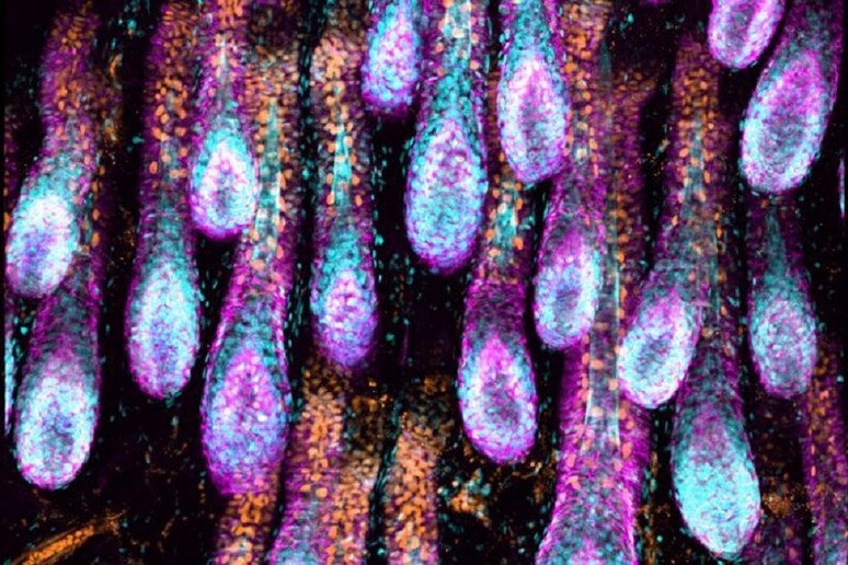 Follicoli piliferi in crescita (fonte: Robin Chemers, Neustein Laboratory of Mammalian Cell Biology and Development, Rockefeller University) - RIPRODUZIONE RISERVATA