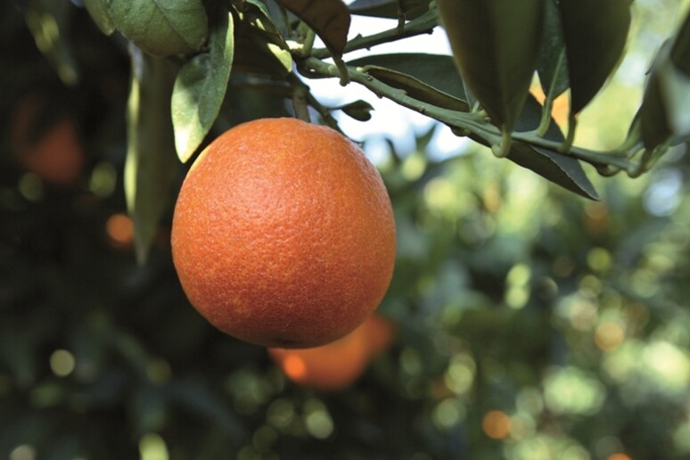 Sbarca in Cina prima collezione di arance rosse di Sicilia - RIPRODUZIONE RISERVATA