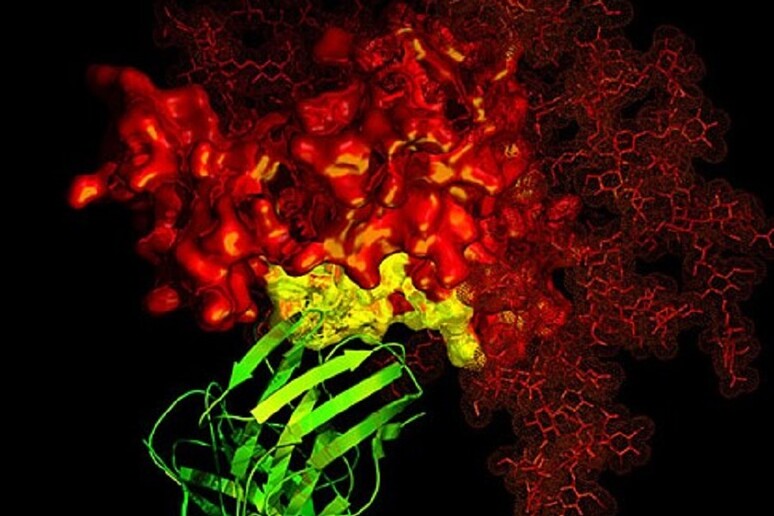 Un anticorpo ricostruito in 3D (fonte: NIAID) - RIPRODUZIONE RISERVATA