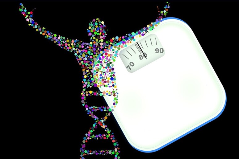 Individuati i geni responsabili dell 'accumulo del grasso corporeo nell 'addome (fonte: Pixabay) - RIPRODUZIONE RISERVATA