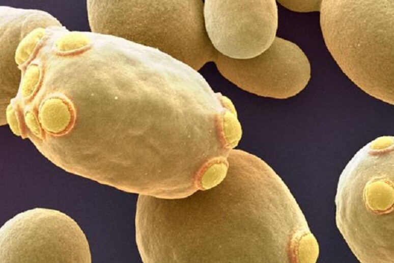 Cellule del lievito Saccharomyces cerevisiae (fonte: University of Basel/SNI/Nano Imaging Lab) - RIPRODUZIONE RISERVATA
