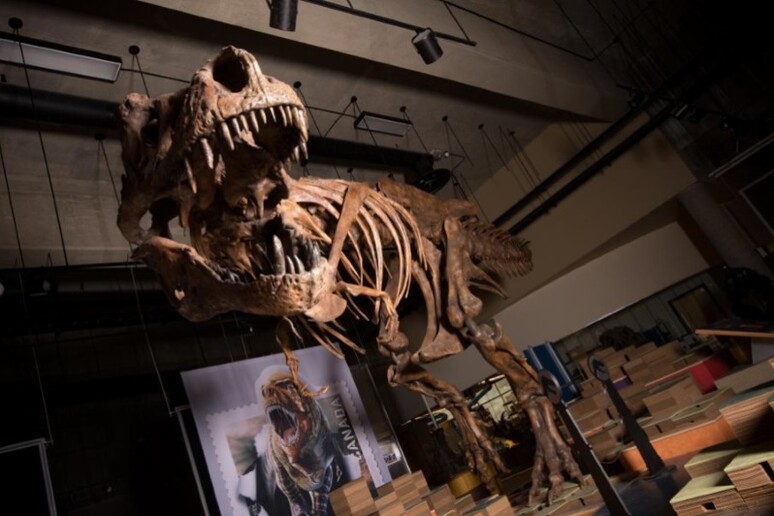 La ricostruzione dello scheletro di ‘Scotty’, il T-rex più grande mai trovato. Sarà in mostra in Canada a partire dal 2019. (fonte: Amanda Kelley) - RIPRODUZIONE RISERVATA