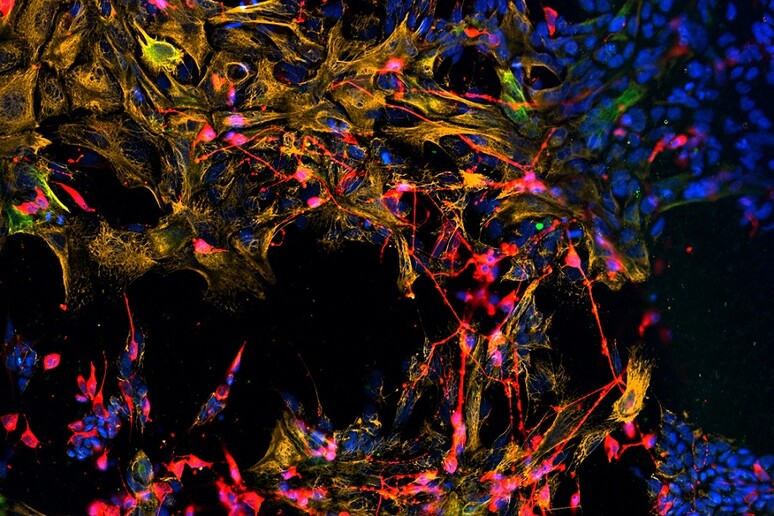 Le staminali dell 'olfatto si differenziano in neuroni e cellule di supporto (fonte: Jim Schwob/Tufts University in Stem Cell Reports) - RIPRODUZIONE RISERVATA