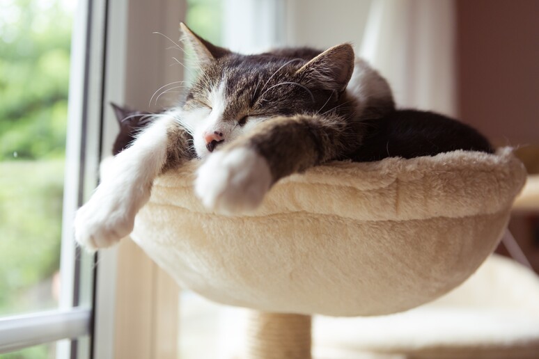 Casa a prova di gatto, 10 regole per una convivenza felice - Pets