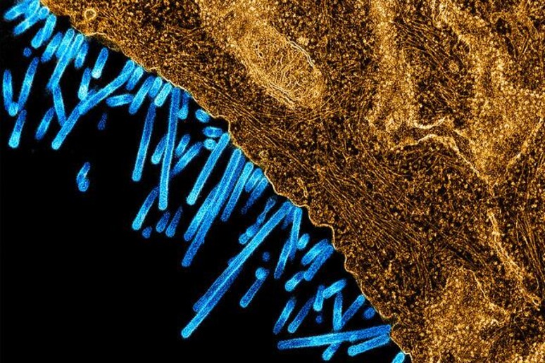 Particelle del virus dell 'influenza suina (in blu) mentre cercano di invadere una cellula (fonte: NIAID) - RIPRODUZIONE RISERVATA