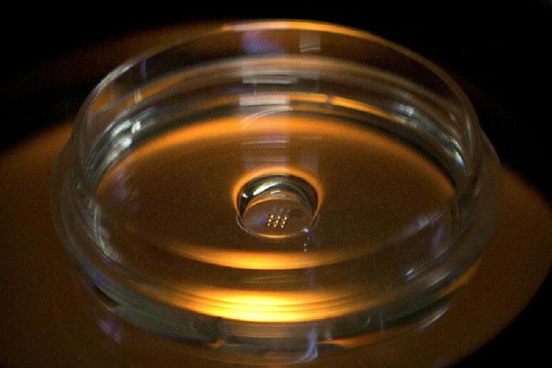 Una micropiastra contenente embrioni iniettati con proteina Cas9 e PCSK9 sgRNA nel laboratorio a Shenzhen in Cina (foto di Mark Schiefelbein, fonte: The Associated Press) - RIPRODUZIONE RISERVATA