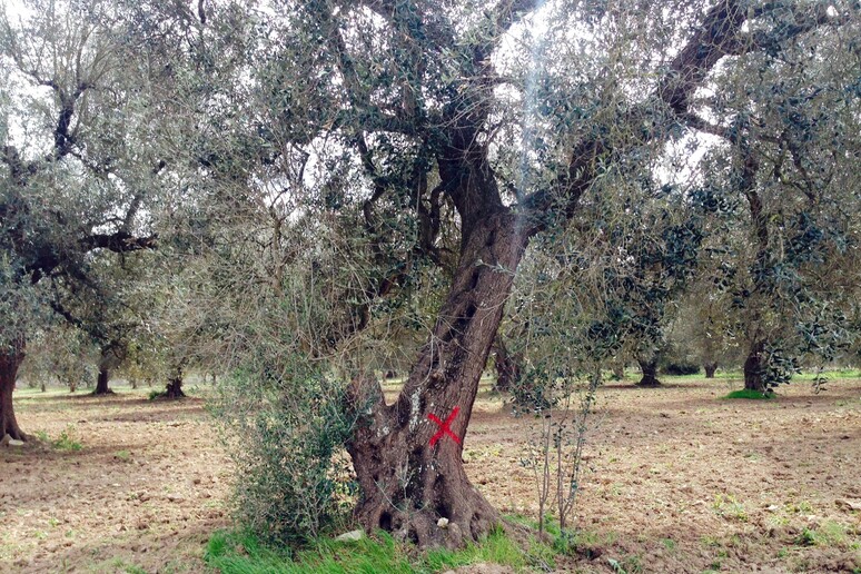 Xylella, fungo contrasta proliferazione killer degli olivi - RIPRODUZIONE RISERVATA