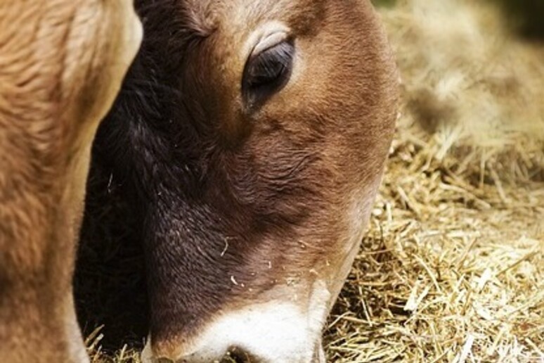 Mucche mangiano il fieno (fonte: Pixabay) - RIPRODUZIONE RISERVATA