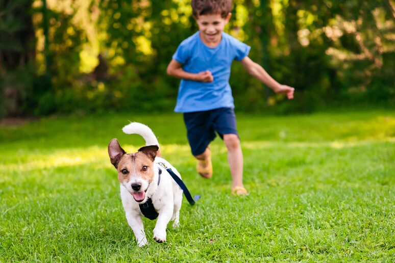 Un bambino con il suo cane di corsa nel prato foto iStock. - RIPRODUZIONE RISERVATA