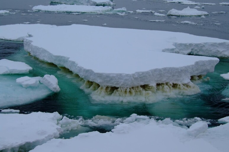 Sotto i ghiacci marini in Antartide vivono microscopiche alghe ghiacciate (in marrone), primo anello della catena alimentare degli oceani (fonte: Rick Cavicchioli, UNSW Sydney) - RIPRODUZIONE RISERVATA
