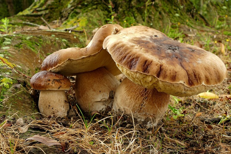 Funghi porcini (fonte: Bernard Spragg/Flickr) - RIPRODUZIONE RISERVATA