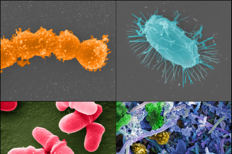 Esempi di batteri che popolano l 'organismo umano (fonte:  Jonathan Bailey, National Human Genome Research Institute, NIH) - RIPRODUZIONE RISERVATA