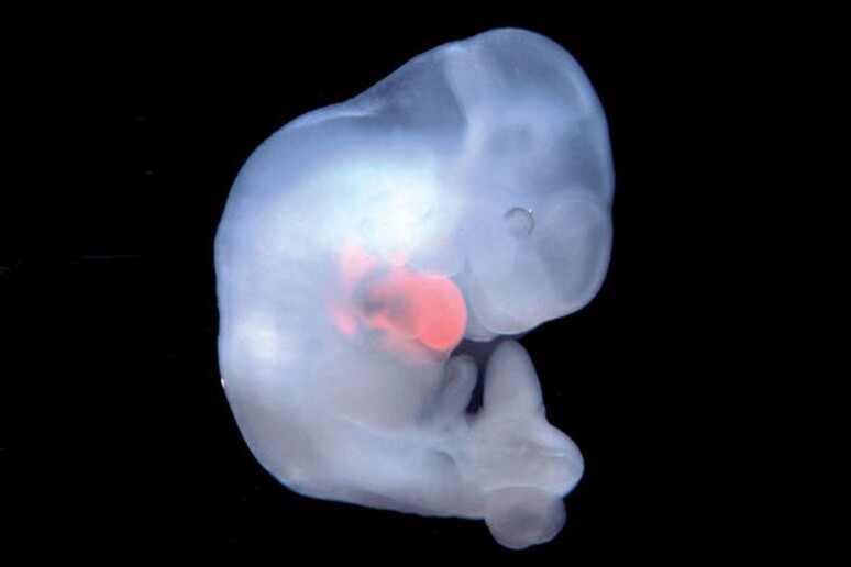 Embrione chimera ottenuto da cellule di topo e umane. In rosso le cellule del cuore (fonte: Belmonte Lab, Salk Institute for Biological Studies) - RIPRODUZIONE RISERVATA