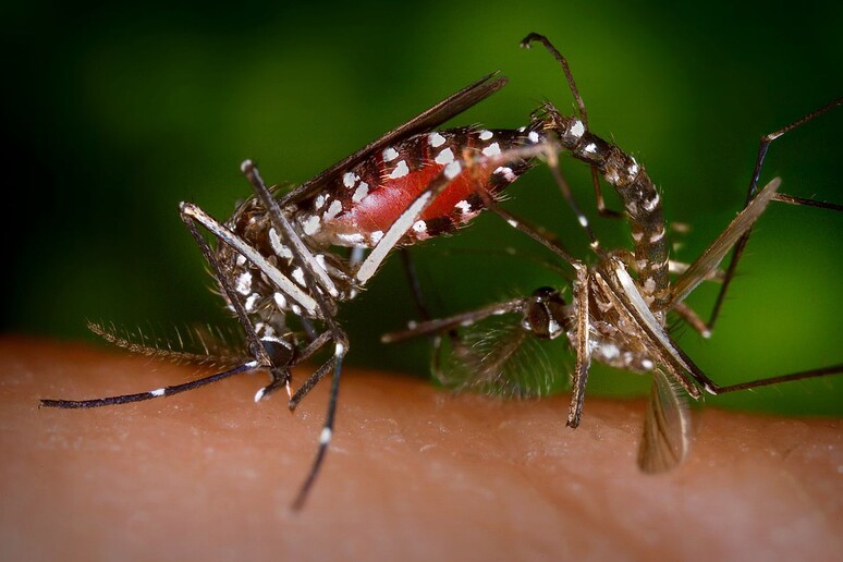 Esemplare di Aedes albopictus (fonte: CDC, Wikipedia) - RIPRODUZIONE RISERVATA
