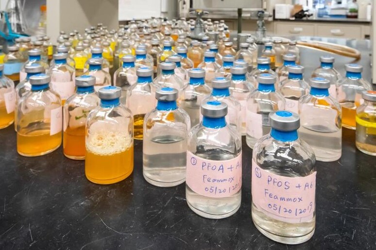 Le colture di batteri nelle quali, in laboratorio, i microrganismi hanno dimostrato di riuscire a degradare i Pfas e sostanze simili (fonte: David Kelly Crow) - RIPRODUZIONE RISERVATA