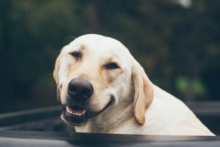 lifestyle sorriso di un Labrador - RIPRODUZIONE RISERVATA