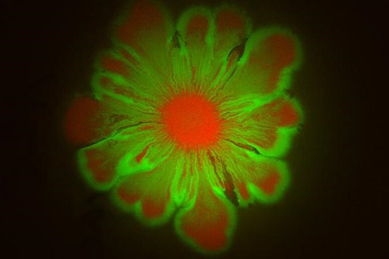 The flower formed in 24 hours by E. coli and A. baylyi bacteria (source: BioCircuits Institute / UC San Diego) - RIPRODUZIONE RISERVATA