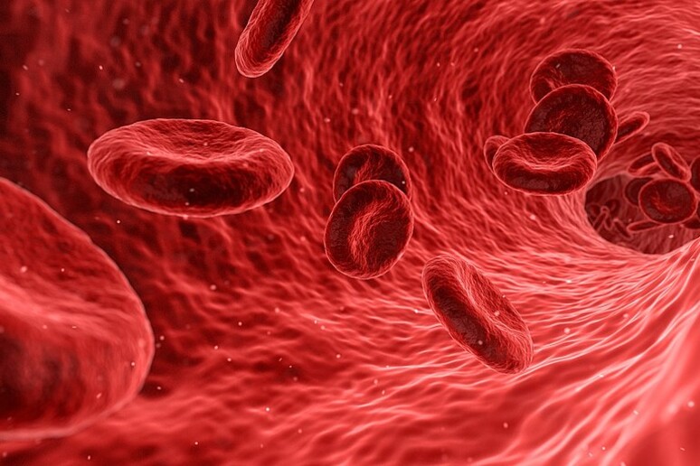 Rappresentazione artistica di globuli rossi (fonte: Wikipedia) - RIPRODUZIONE RISERVATA