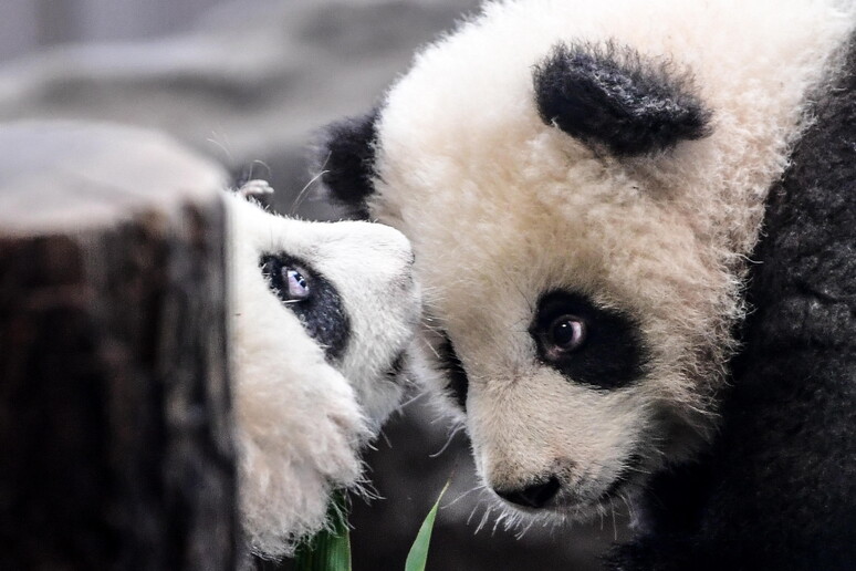 Berlin Zoo twin panda cubs first public outing © ANSA/EPA