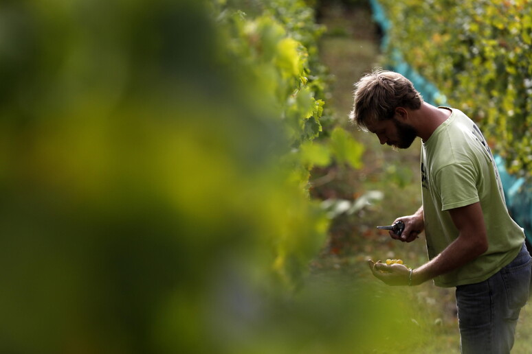 "Io Coltivo Italia", nasce progetto di agricoltura 4.0 © ANSA/EPA