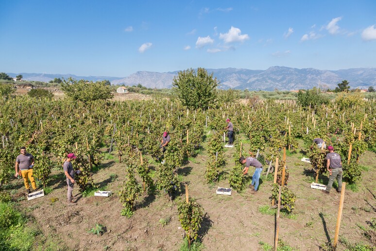 Vino: Firriato prima cantina sostenibile per Gambero Rosso - RIPRODUZIONE RISERVATA