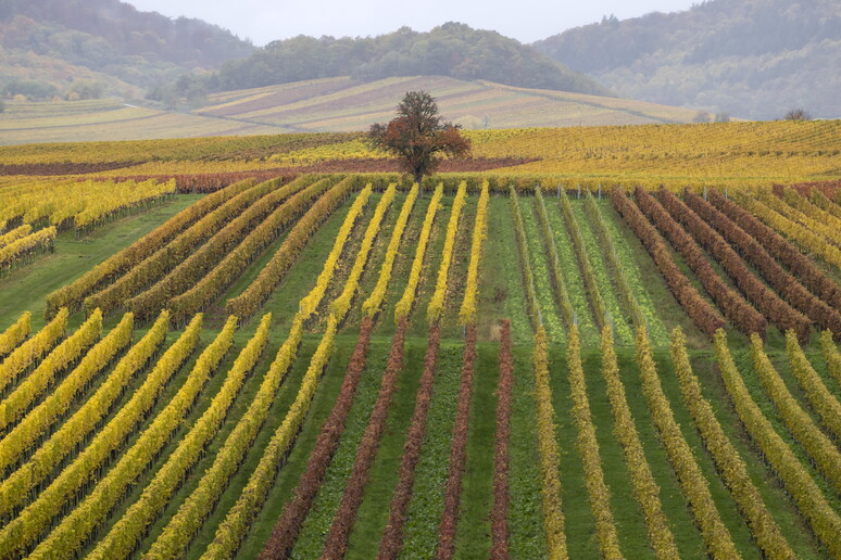 Città del Vino, in estate vigne aperte in 460 Comuni © ANSA/EPA