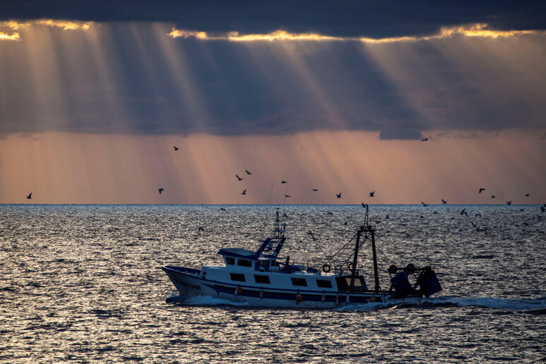 Pesca: Fao, per la prima volta cala sovrasfruttamento nel Mediterraneo © ANSA/EPA