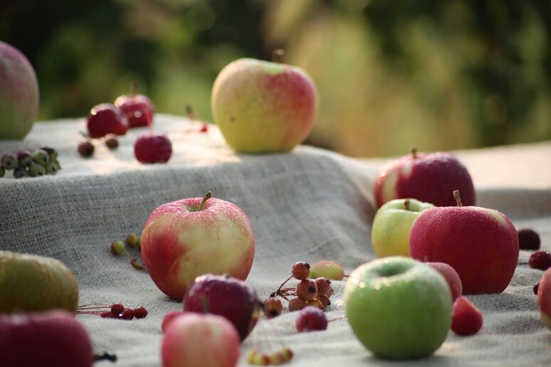 Nel Dna della mela cisono 2.000 geni utili a migliorarne gusto e produttività (fonte: Thomas Chao, USDA-ARS) - RIPRODUZIONE RISERVATA