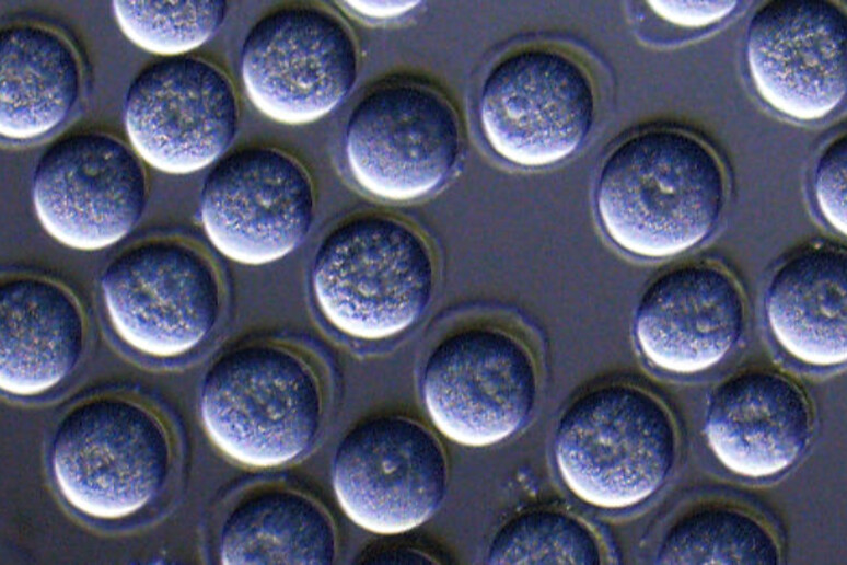 simil-ovociti ottenuti a partire dalle cellule staminali di topo (fonte: Kyushu University) - RIPRODUZIONE RISERVATA