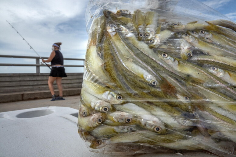 Con uscite ridotte addio a 1/3 del pesce italiano © ANSA/EPA