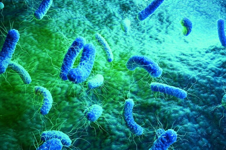 Raffigurazione di batteri resistenti agli antibiotici. - RIPRODUZIONE RISERVATA
