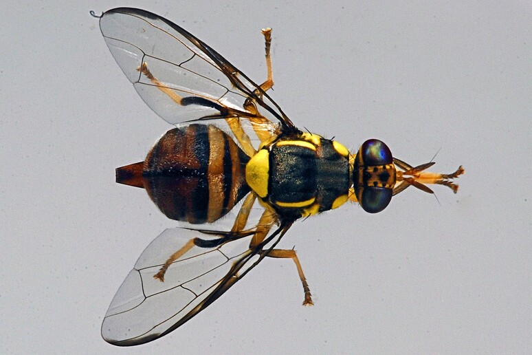 La mosca della frutta Bactrocera dorsalis (fonte: IAEA Imagebank) - RIPRODUZIONE RISERVATA