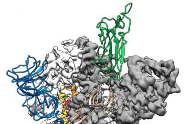 La struttura molecola della proteina di superficie del coronavirus SarsCov2 mentre infetta una cellula (fonte: Jason McLellan/Univ. of Texas at Austin) - RIPRODUZIONE RISERVATA