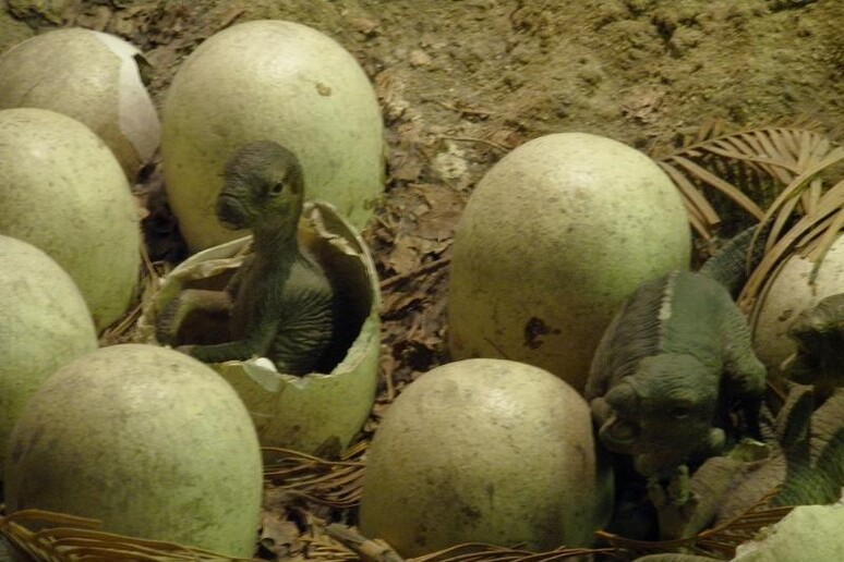 Ricostruzione di un nido di Maiasaura al Museo di Storia Naturale di Londra. (fonte: Dénes Emőke/London Museum of Natural History) - RIPRODUZIONE RISERVATA