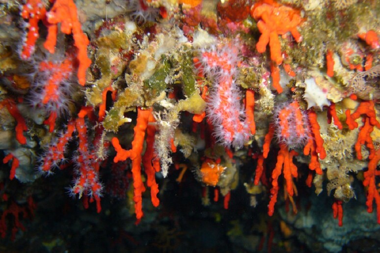 Il corallo rosso del Mediterraneo (fonte: Yoruno, Wikipedia) - RIPRODUZIONE RISERVATA