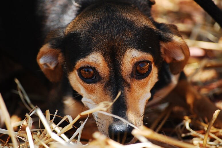 I cani di casa sono più ansiosi del previsto (fonte: Pixabay) - RIPRODUZIONE RISERVATA