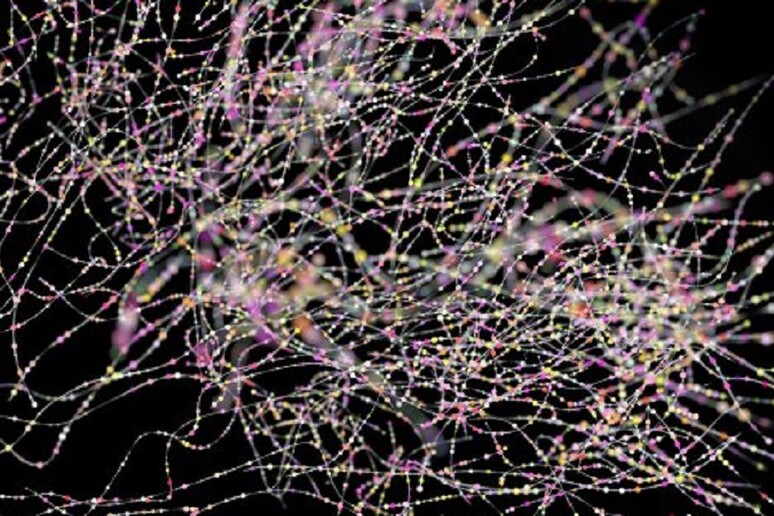 Rappresentazione di reti di neuroni (fonte: The University of Sheffield) - RIPRODUZIONE RISERVATA