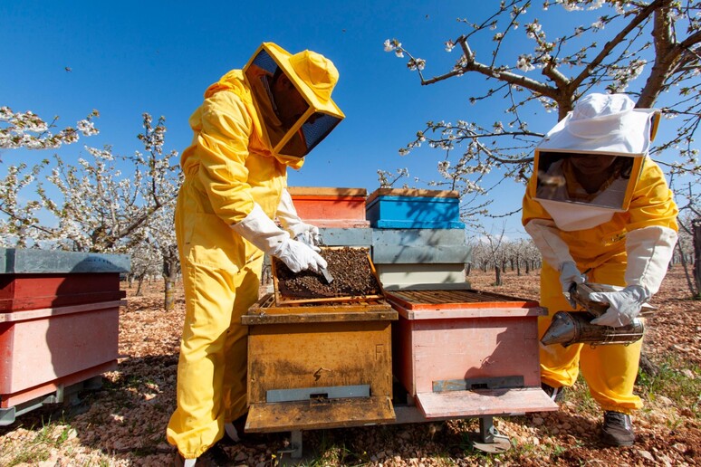 Arnie sentinella per salvare le api Ue - Mondo Agricolo 