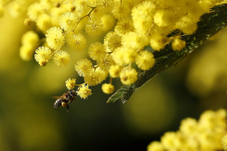 Mimosa © ANSA/EPA