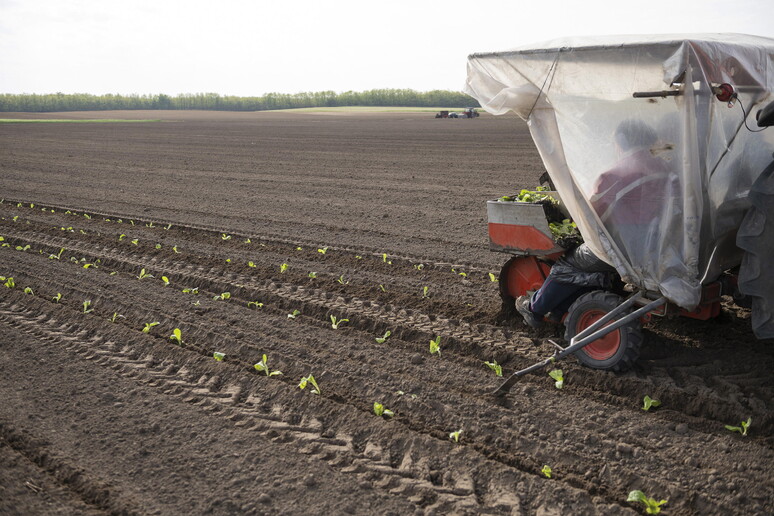 Pmi: agroalimentare punta su innovazione e sostenibilità © ANSA/EPA
