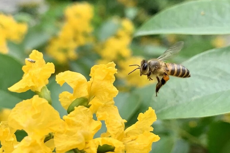 Le api ‘mordono’ le foglie per indurre nelle piante una fioritura anticipata di alcune settimane. (fonte: Pixabay) - RIPRODUZIONE RISERVATA