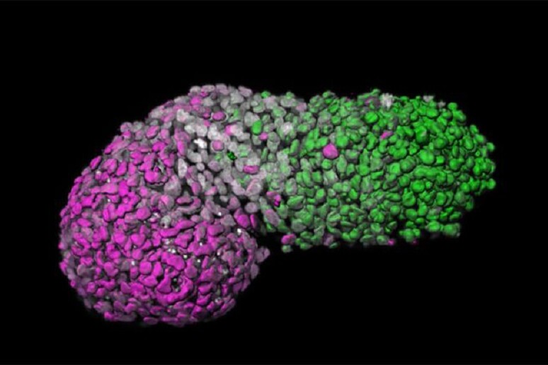 Il modello di embrione. La parte anteriore (in violetto) è quella che dà origine alle cellule del cuore (fonte: Naomi Moris) - RIPRODUZIONE RISERVATA