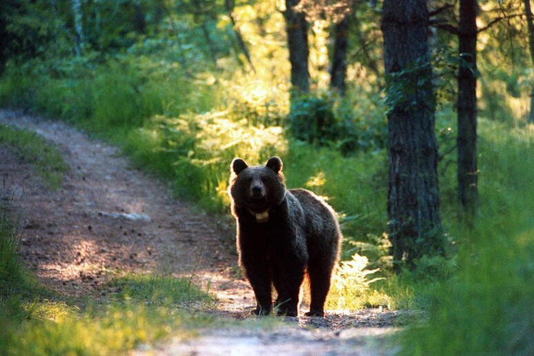 Un orso in Trentino, in una immagine di archivio. - RIPRODUZIONE RISERVATA