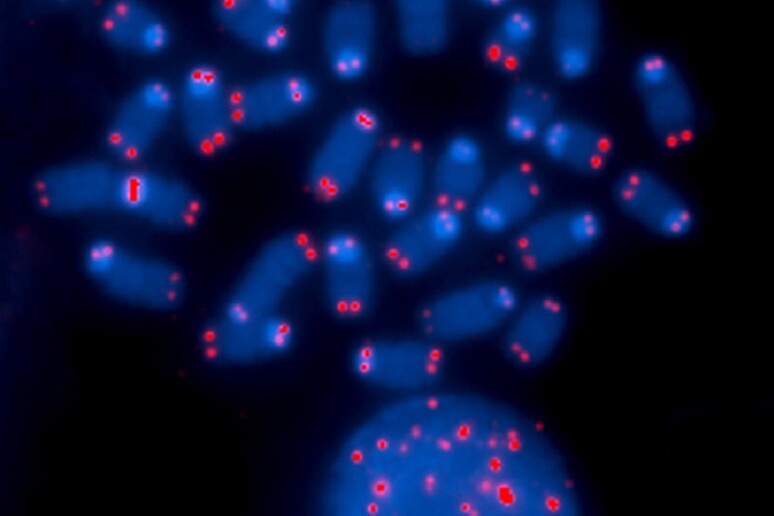 In rosso le estremità dei cromosomi (fonte: Thomas Ried, NCI Center for Cancer Research, National Cancer Institute, NIH) - RIPRODUZIONE RISERVATA