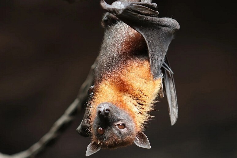 I pipistrelli riescono a tenere a bada virus e reazione infiammatoria (fonte: Pixabay) - RIPRODUZIONE RISERVATA