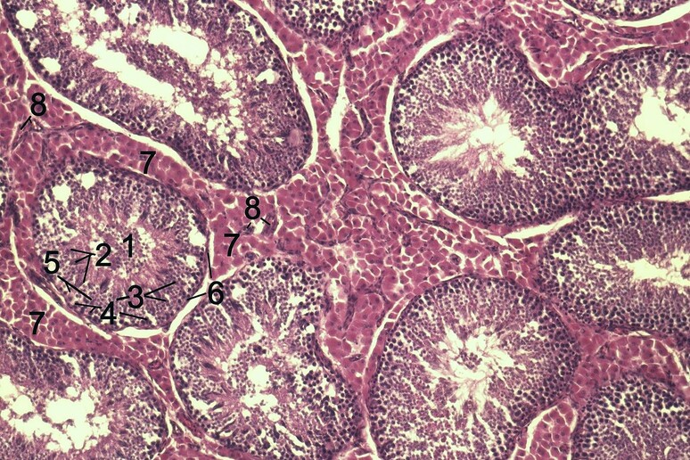Tessuto dei testicoli (fonte:Uwe Gille, Wikipedia) - RIPRODUZIONE RISERVATA