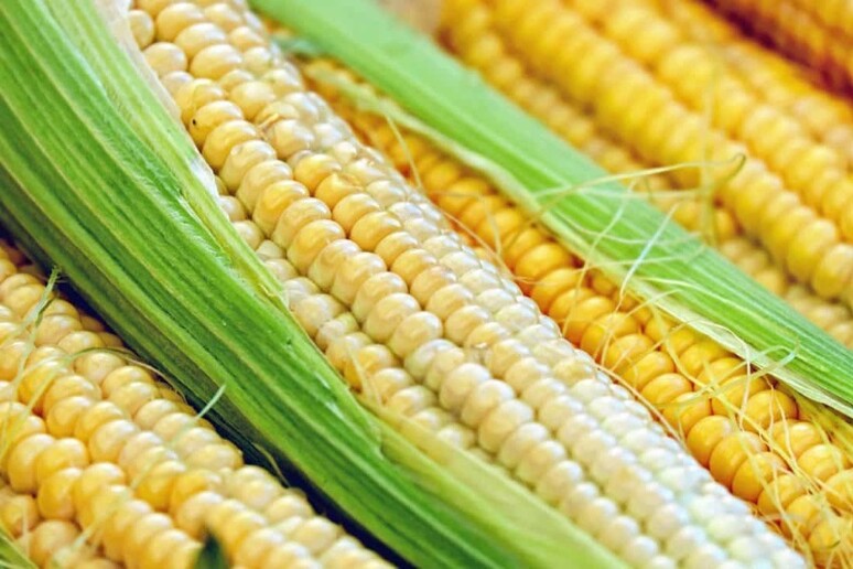 Scoperti due geni che regolano la fioritura del mais in climi temperati. (fonte: Pixnio) - RIPRODUZIONE RISERVATA