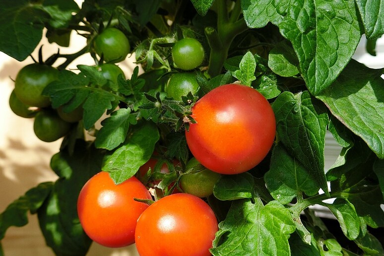 Un gene rende più longeve le piante di pomodoro (fonte: Pixabay) - RIPRODUZIONE RISERVATA